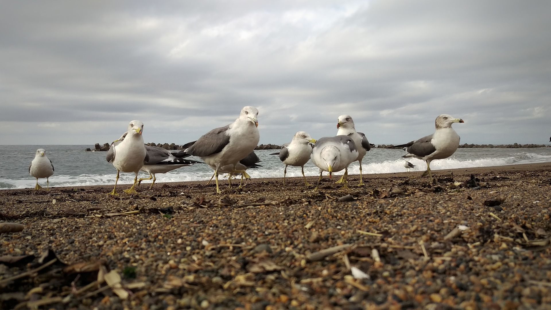 Seagulls